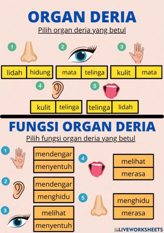 Organ Deria