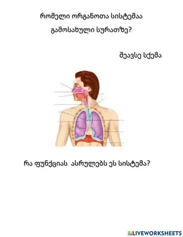Სასუნთქი სისტემა