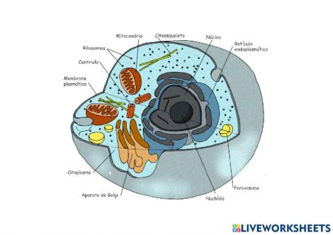 Orgánulos de la célula animal