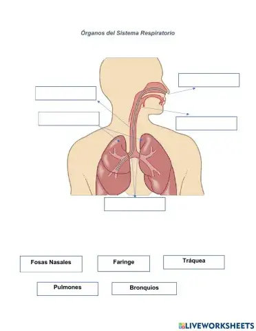Órganos del sistema respiratorio