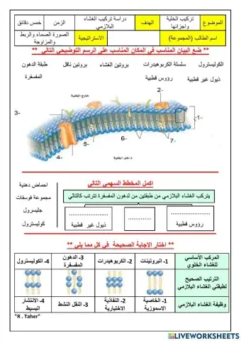 ورقة عمل تركيب الغشاء البلازمي