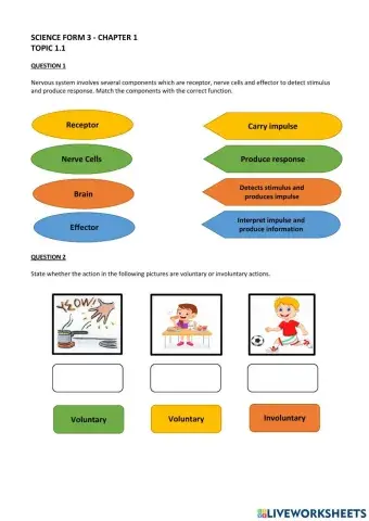 Human nervous system
