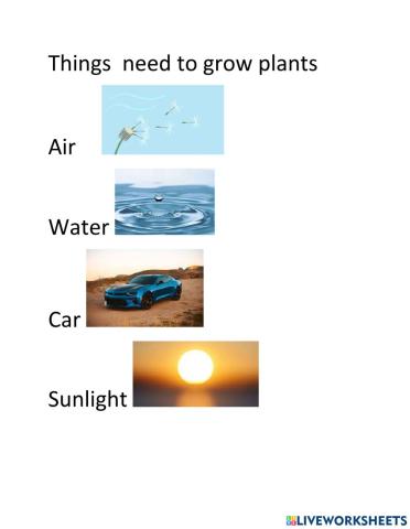 Plants needs to grow