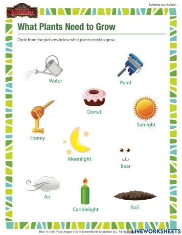 Plants needs to grow