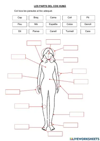 Les parts del cos humà