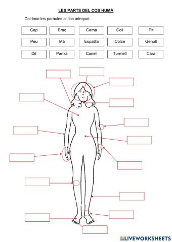 Les parts del cos humà