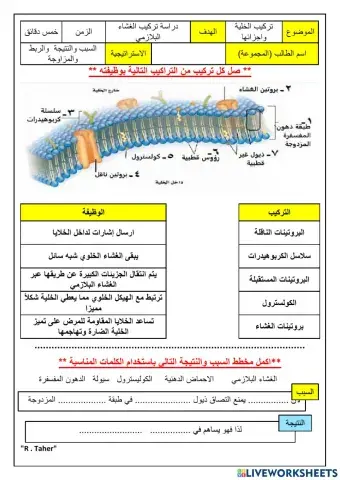 ورقة عمل الغشاء البلازمي 22