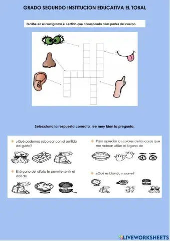 Órganos de los sentidos