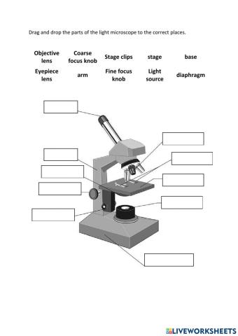 Light Microscope Worksheet