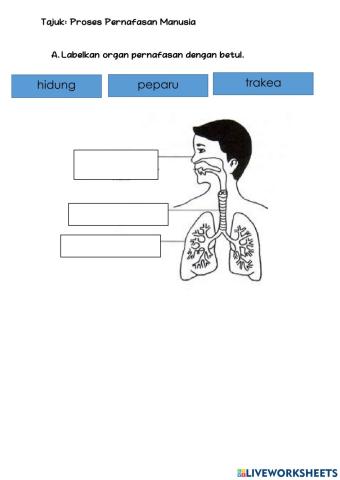 Organ pernafasan Manusia