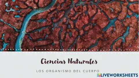 Los sistemas del cuerpo humano