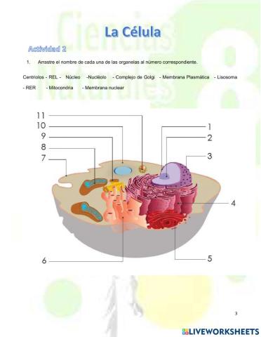 Actividad 2: La Célula