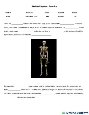 Skeletal System Practice