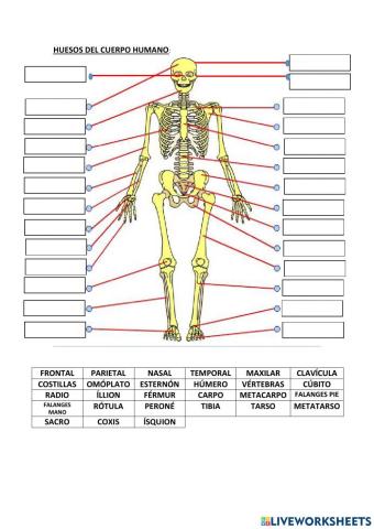 Huesos y musculos