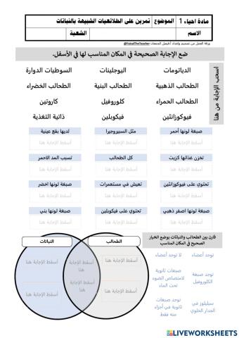 تمرين على الطلائعيات الشبيهة بالنبات
