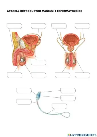 Aparell reproductor masculí i femení