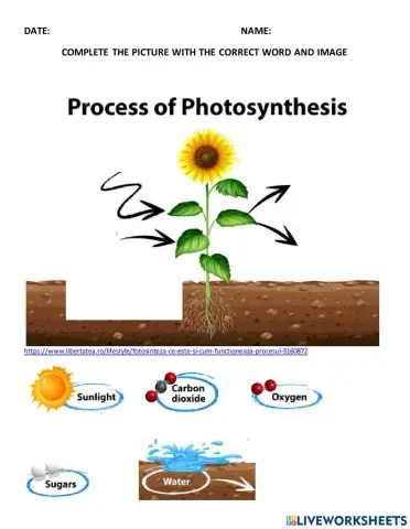 Photosynthesis