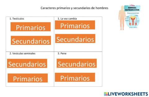Caracteres secundarios y primarios en hombre