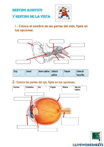 Órganos de los sentidos