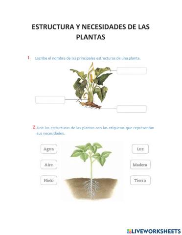 Estructura y necesidades de las plantas