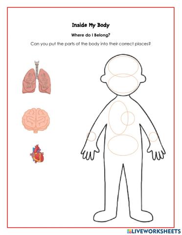Inside My Body- Organs