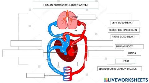 Human Blood Circulatory System