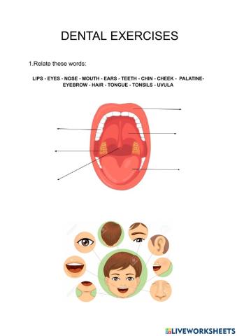 Oral cavity exercises