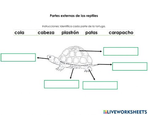 Partes del reptil - Tortuga