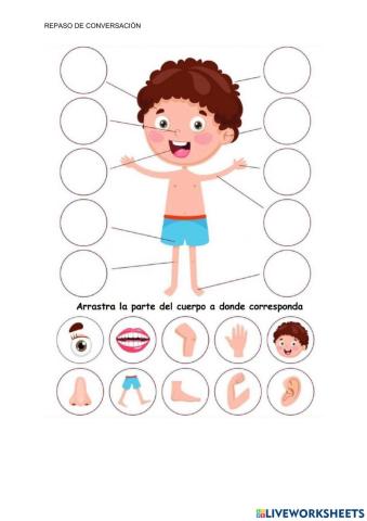 Partes del cuerpo