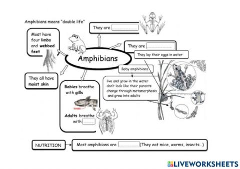 Amphibias and Fish