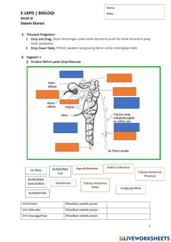 Human Excretory and Respiration System E-Worksheet