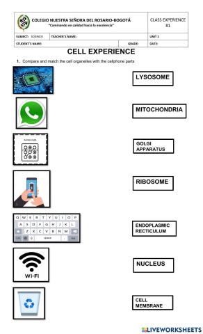 Eukaryotic and prokaryotic cell organelles