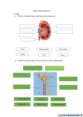 Sistem eskresi manusia