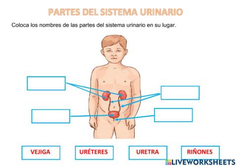 Partes del sistema urinario