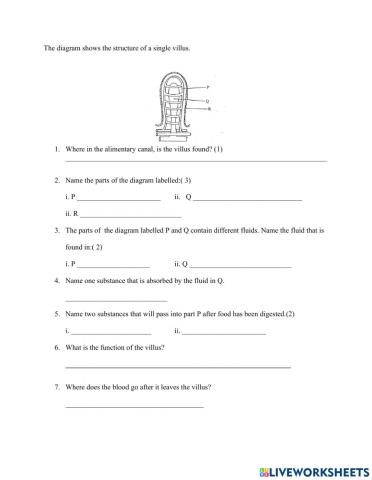 Absorption in the Villus