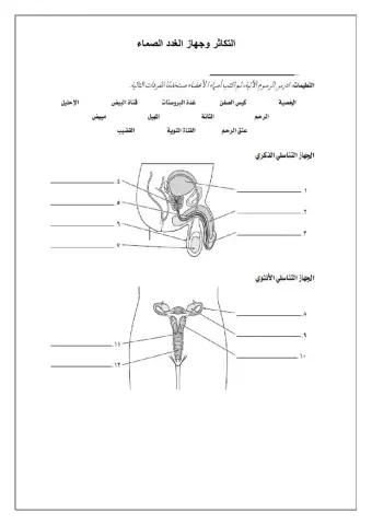 الجهاز التناسلي للذكر والأنثي