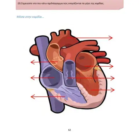 Ε' Φ.Επ. - Τα μέρη της καρδίας
