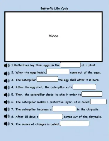 Butterfly life cycle questions 1