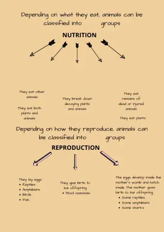 Animals classification