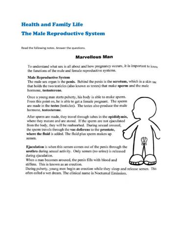 The Male Reproductive System