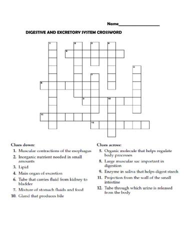 Digestive and excretory system worksheet