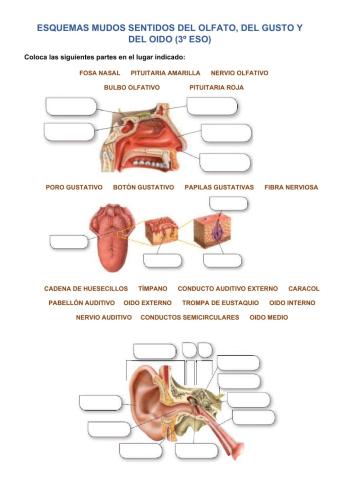 Los sentidos del olfato, gusto y oído