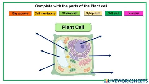 Parts of the Plant cell