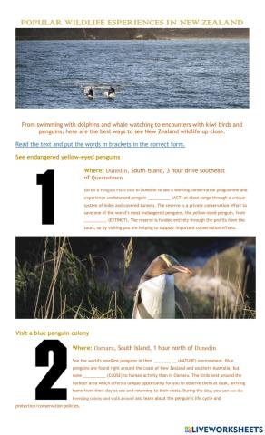 Popular Wildlife Experiences in New Zealand