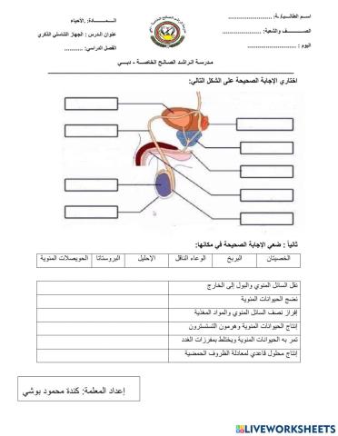الجهاز التناسلي الذكري
