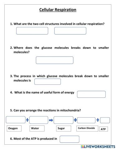 Cellular respiration