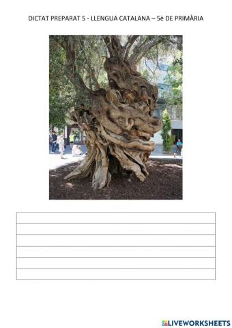 Dictat 5