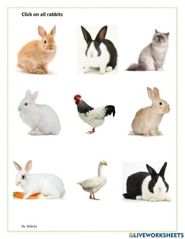 Identify rabbits