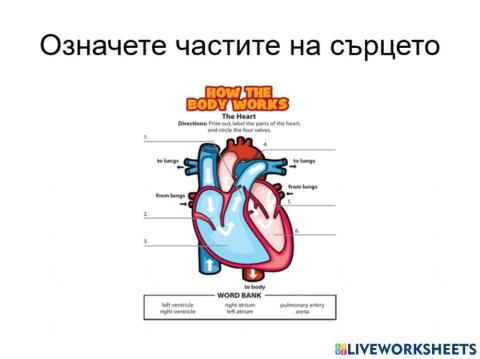 Кръвоносна система