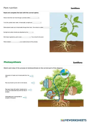 Photosynthesis